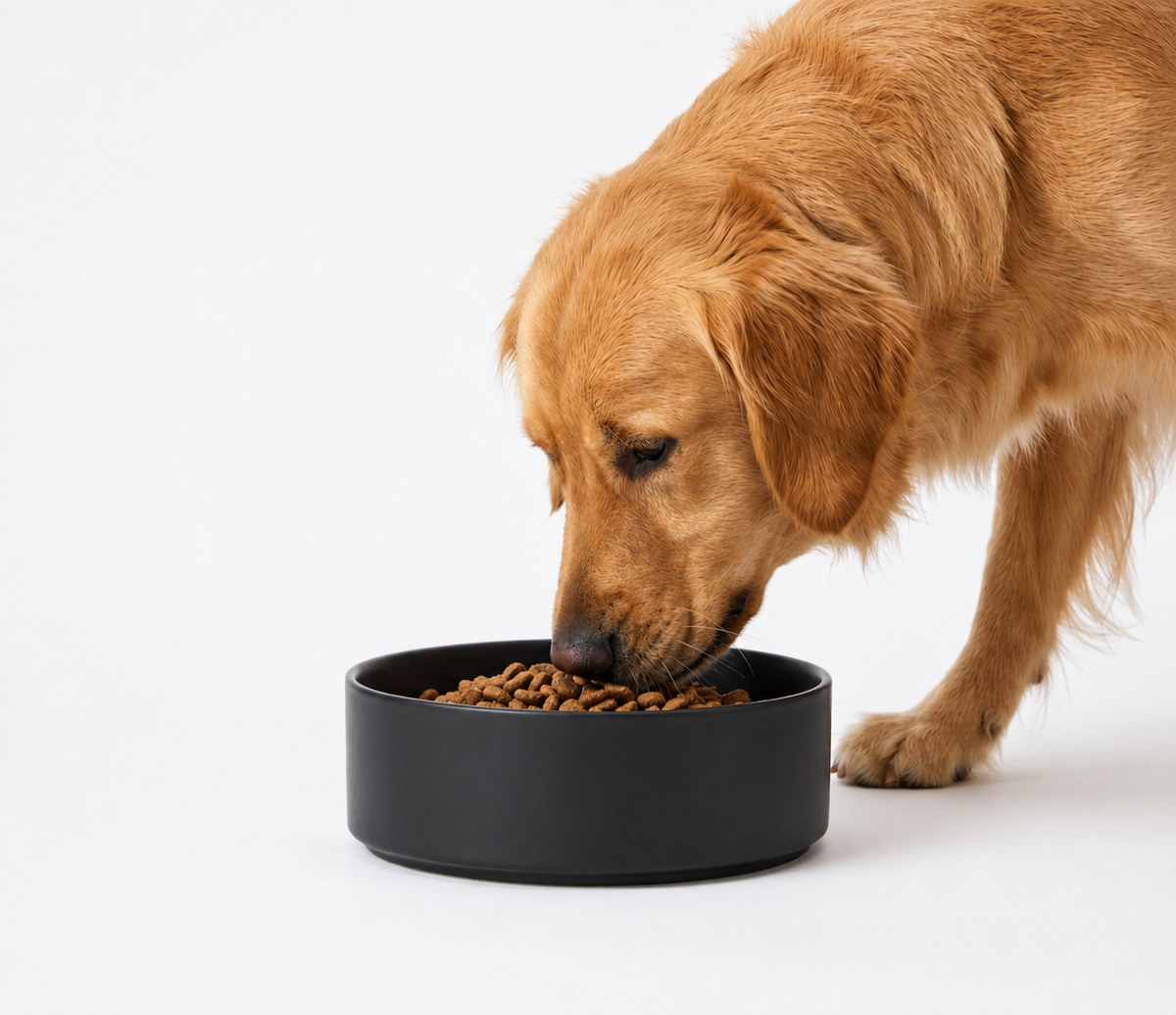 Signature Ceramic Pet Bowl